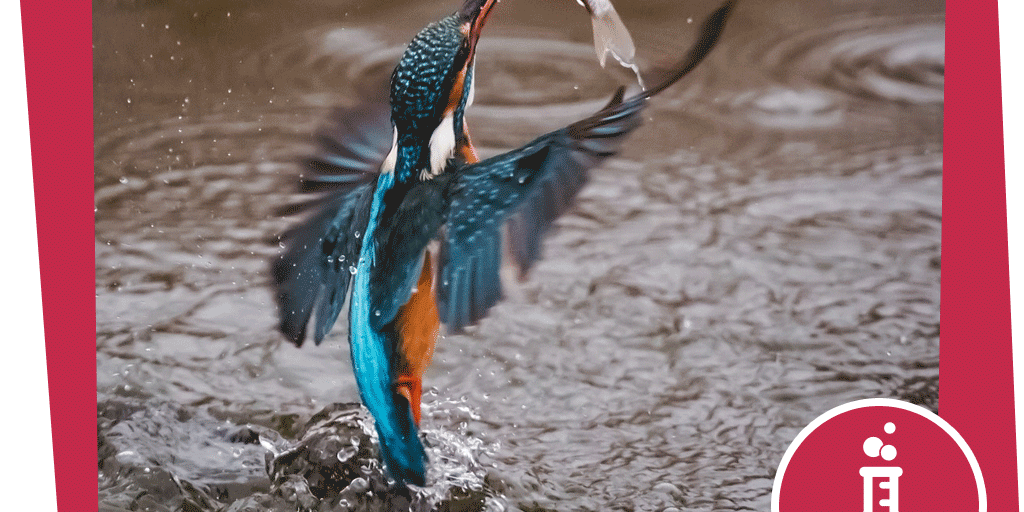 NAJU_Beitrag_Gewaesser_Eisvogel_Regenjacke_Pixabay_Bergadder