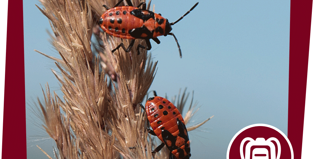 NAJU_Beitrag_Stadt_Insekt_Feuerwanze_NABU_Antje_Schultner
