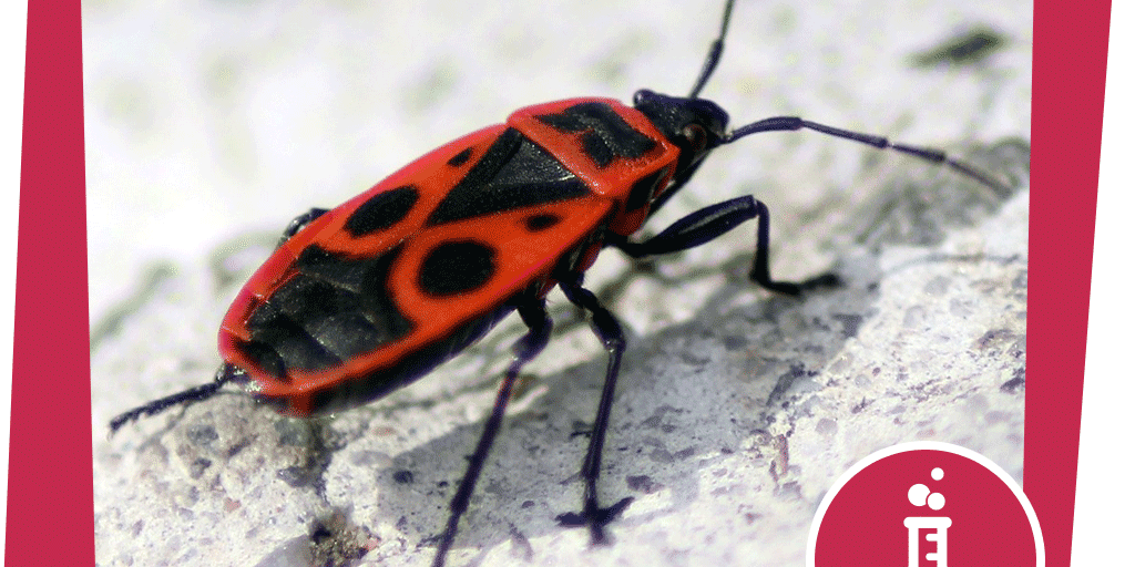 NAJU_Beitrag_Stadt_Insekt_Wechselwarm_Pixabay_janosvirag