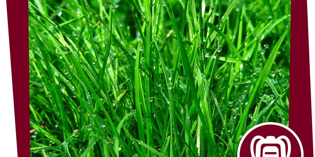 NAJU_Beitrag_Stadt_Regenwurm_Wurm_auf_der_Spur_Pixabay_Didgeman