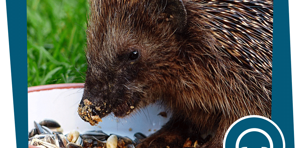 NAJU_Beitrag_Stadt_Saeugetier_Igel_Sound_Pixabay_Oldiefan
