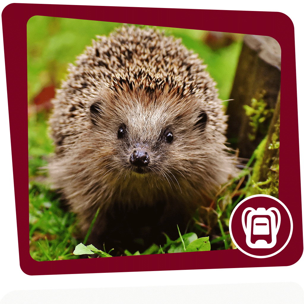 Treibt sich ein Igel in deinem Garten herum? Finde es mit dem Igeltunnel heraus.