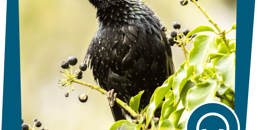 NAJU_Beitrag_Stadt_Vogel_Star_Sound_NABU_Kathy_Buescher