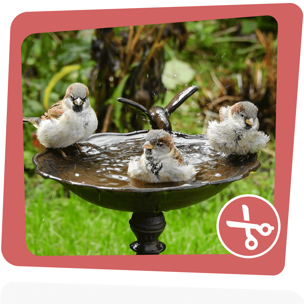 Im Sommer ist es für Vögel gar nicht so leicht, Wasser zu finden.