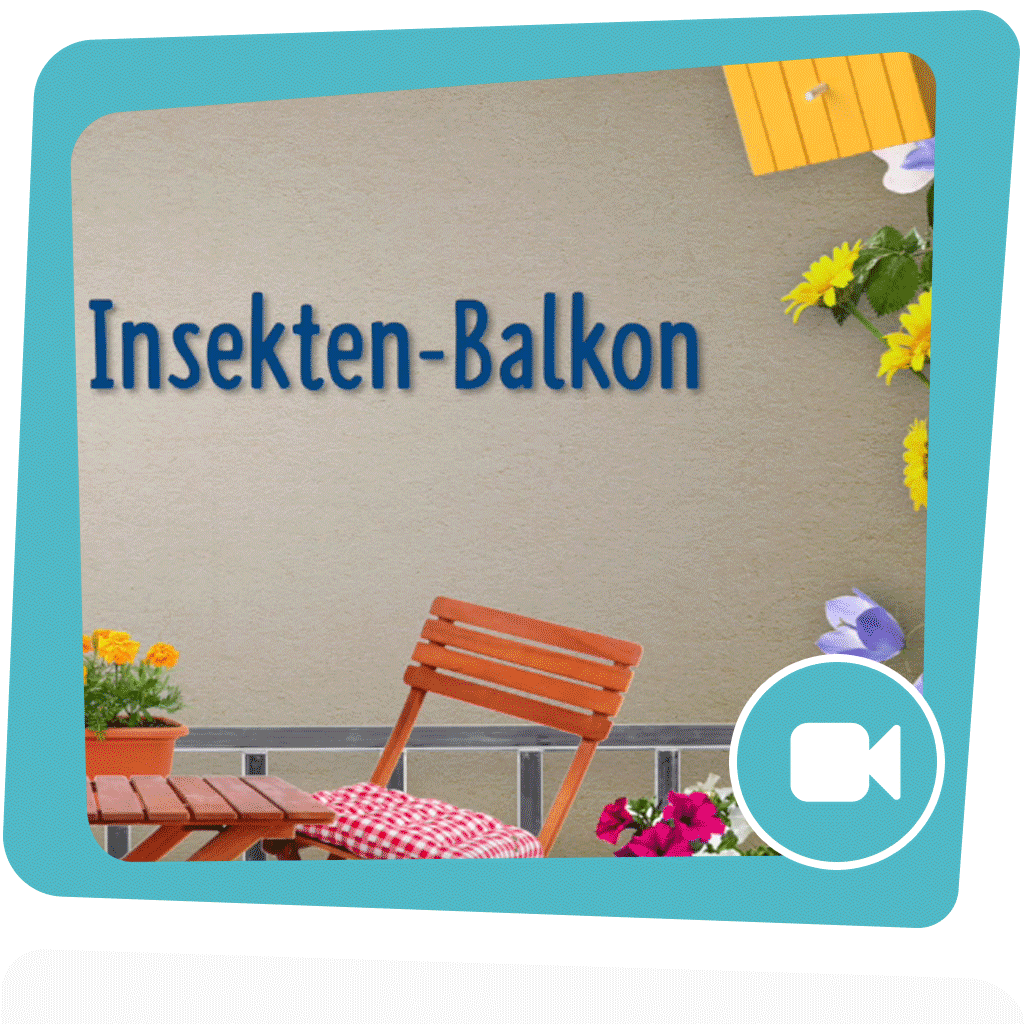 5 Tipps für deinen Insekten-Balkon!