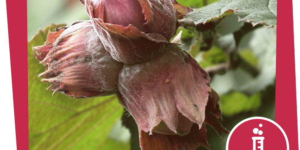 NAJU_Beitrag_Wald_Tag_Säugetier_Eichhörnchen_Experiment_Hohle_Nuss_Pixabay_myfriso