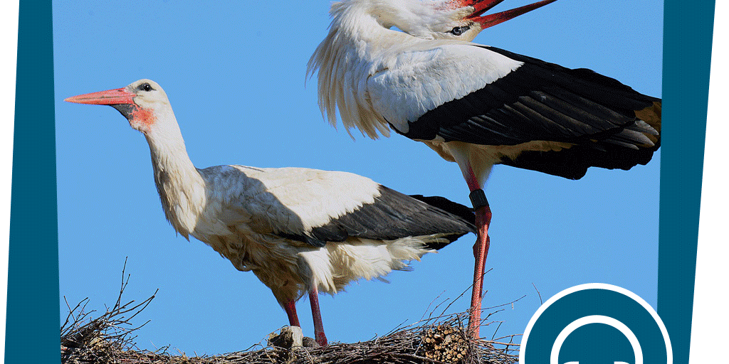 NAJU_Beitrag_Wiese_Sound_Klappern_Pixabay_Georg_Wietschorke