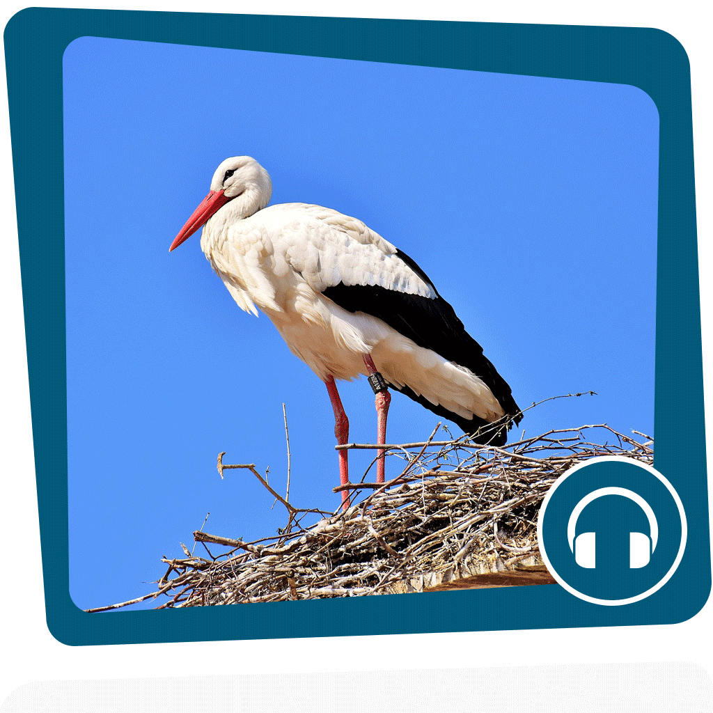 Jedes Jahr begibt sich der Storch auf eine lange Reise, um den Winter im Warmen zu verbringen.