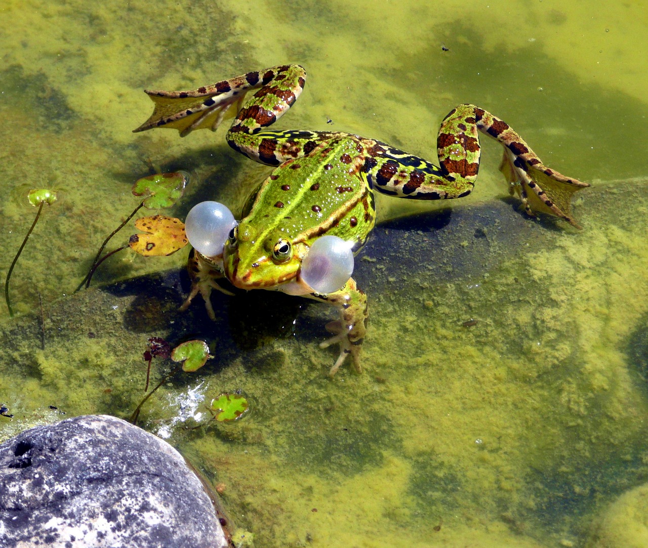 NAJU_Gewaesser_Amphibien_Reptilien_Grasfrosch_Aktion_Froschkonzert_Pixabay