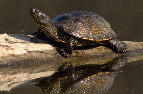 NAJU_Gewaesser_Amphibien_Reptilien_Steckbrief_Sumpfschildkröte_NABU_Wolfgang_Simlinger