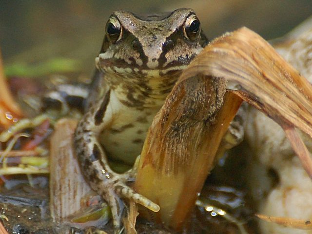 Grasfrosch auf Ast