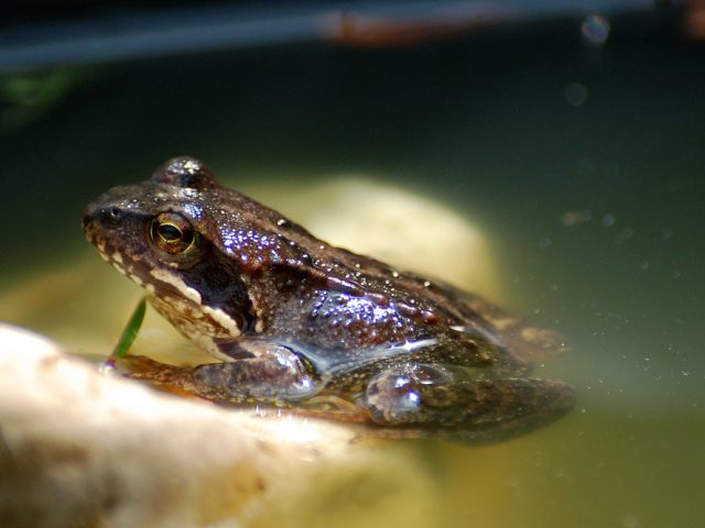 Grasfrosch im Wasser