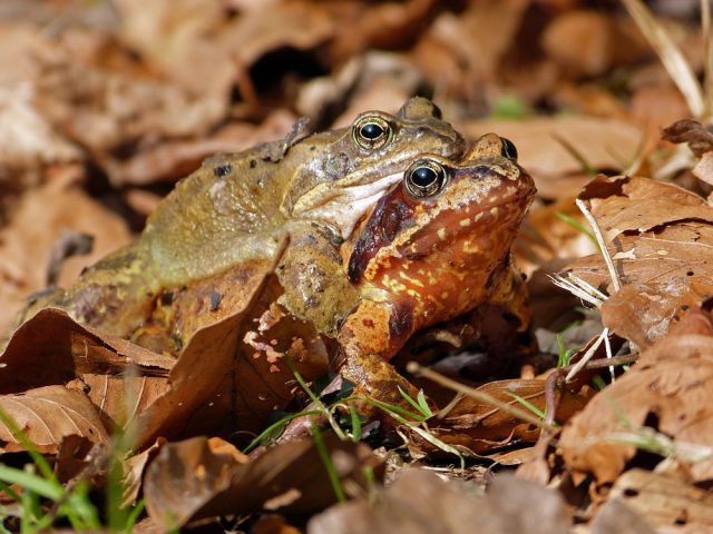 Grasfrösche beim paaren