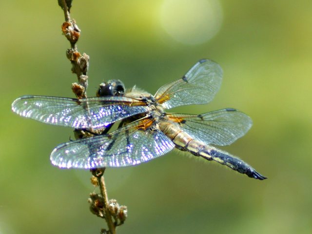 Libelle im Flug