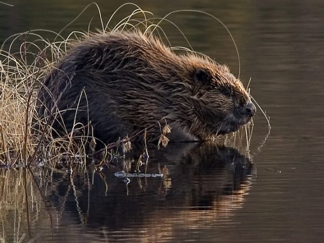 Biber am Wasser