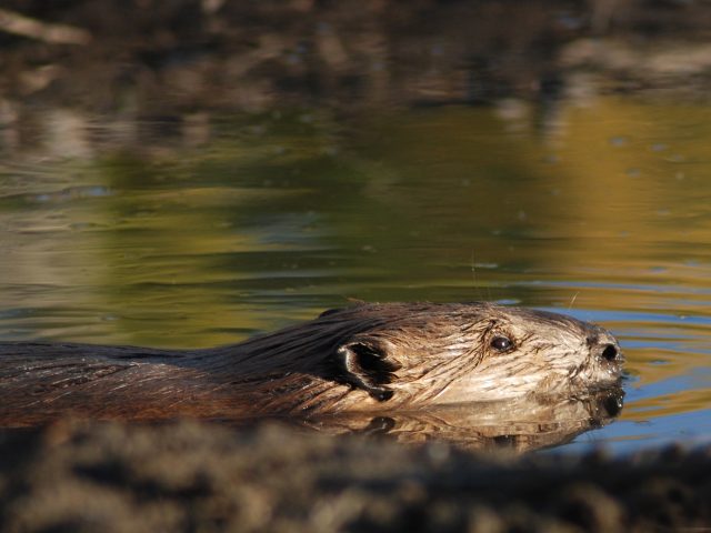 Biber beim schwimmen