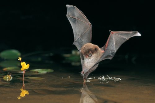 Wasserfledermaus auf Jagd