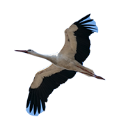 Wiese - NAJUversum - die neue Internet-Plattform für Kinder, Eltern und