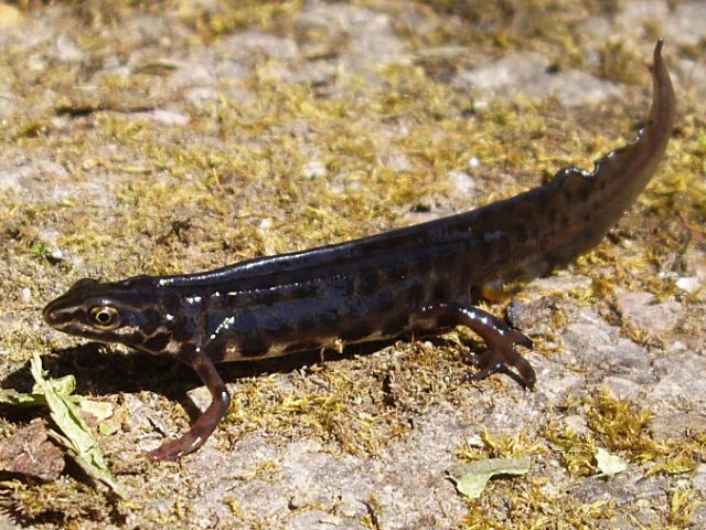 schwarzer Teichmolch