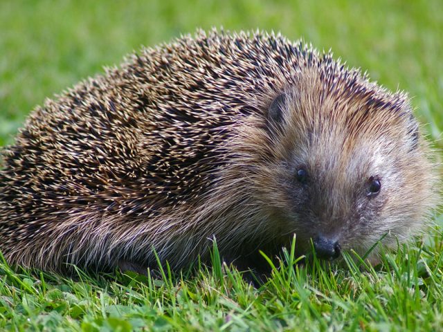 Igel auf Wiese