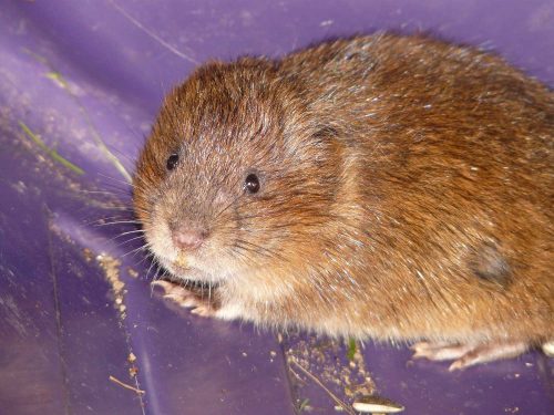 NAJU_Steckbrief_Unterwasser_Saeugetier_Schermaus_pixabay