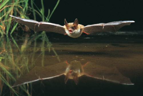 Bechsteinfledermaus auf Jagd