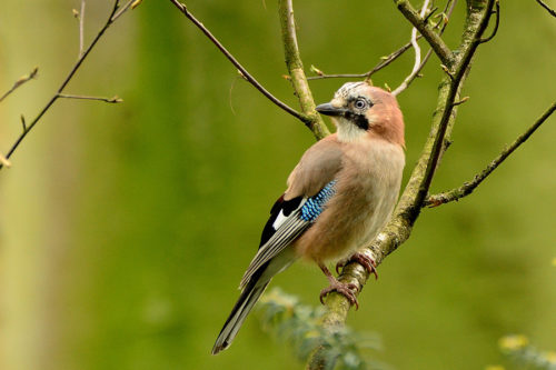 NAJU_Wald_Tag_Vögel_weitere Tiere_Eichelhäher_NABU Fotoclub Andreas Schäfer