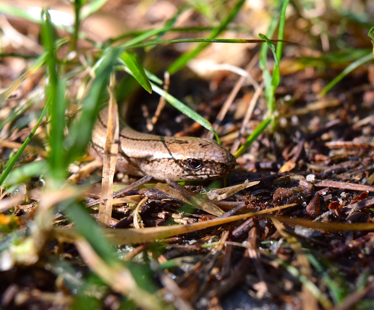 NAJU_Wiese_Amphibien_Reptilien_Blindschleiche_Aktion_Ein Platz für Blindschleichen_pixabay ein Platz für eine Blindschleiche