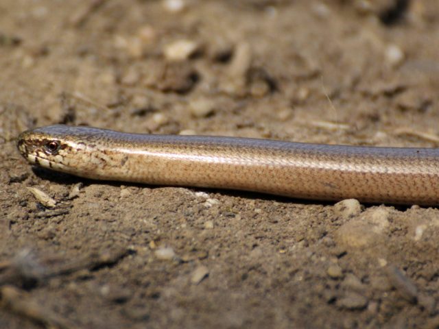 Kopf von Blindschleiche