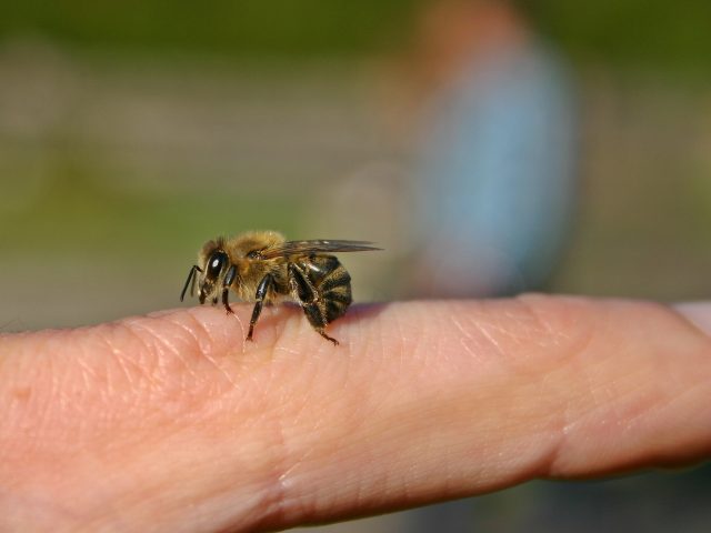 Biene auf Finger