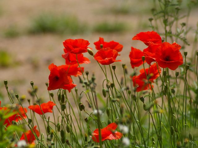 Klatschmohn