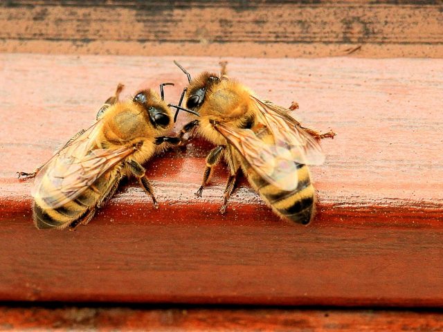 zwei Bienen