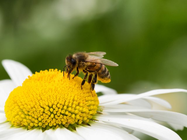 Biene auf Gänseblümchen