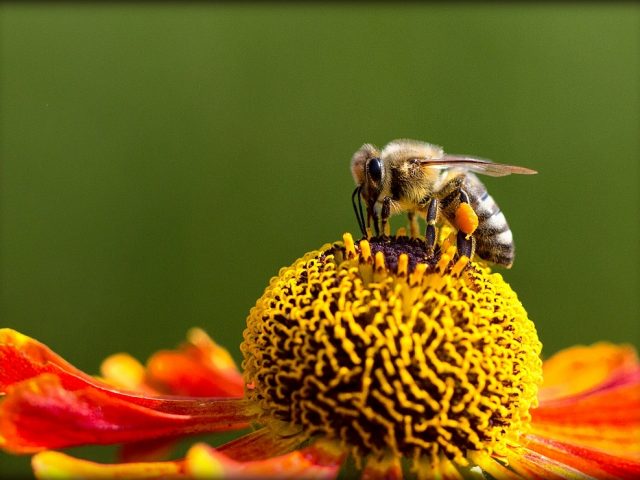 Biene auf Blume