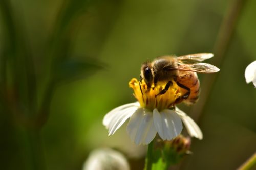 Biene auf Blume