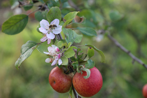 Äpfel am Ast