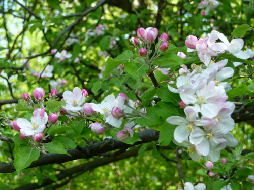 Apfelblüten