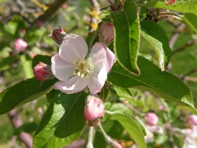 Apfelblüten