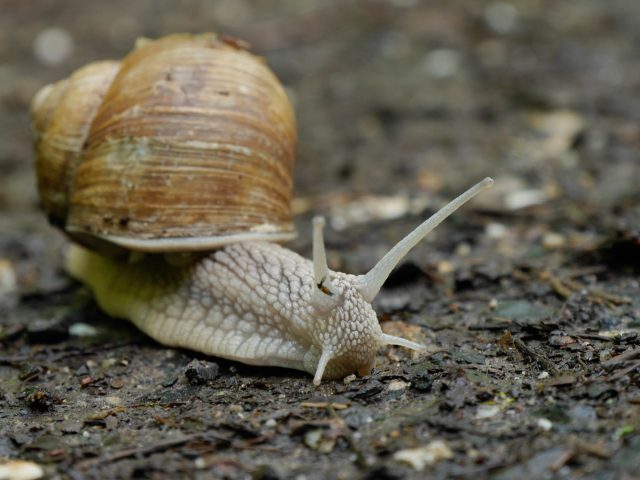 braune Bänderschnecke 2