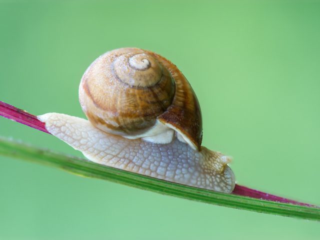 braune Bänderschnecke