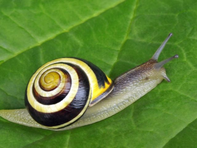 gestreifte Bänderschnecke