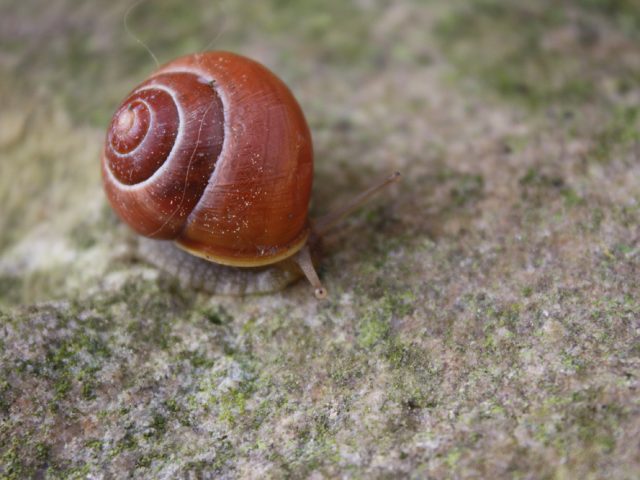 Bänderschnecke