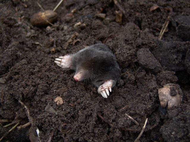 Maulwurf schaut aus Maulwurfshügel