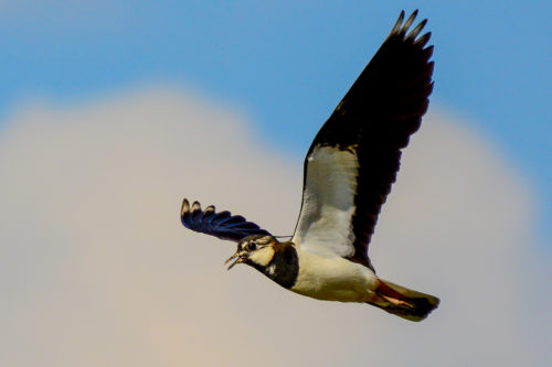 NAJU_Wiese_Vogel_Kiebitz_NABU Fotoclub Hans-Jürgen Haschke Kiebitz im Flug