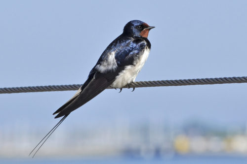 NAJU_Wiese_Vogel_Rauchschwalbe_NABU Fotoclub Dagmar Kottek Rauchschwalbe