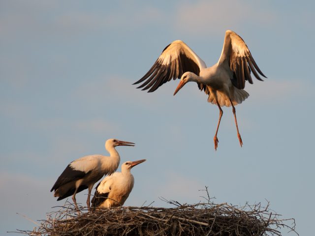 Störche Jungvögel im Horst