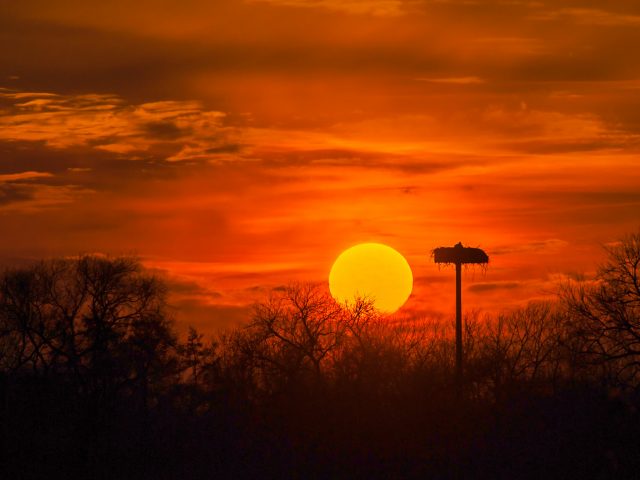 Storchenhorst im Sonnenuntergang