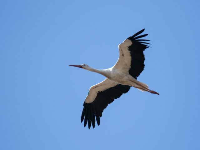 fliegender Storch