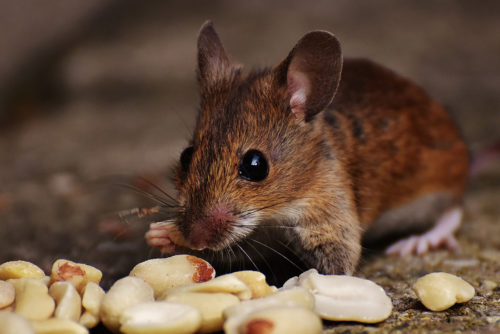 NAJU_weitere Tiere_Säugetiere_Waldmaus_Pixabay_1 Waldmaus