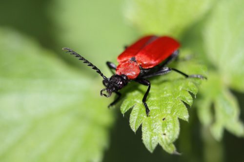 NAJU_weitere Tiere_Wald_Insekten_Scharlachroter Feuerkäfer_Pixabay